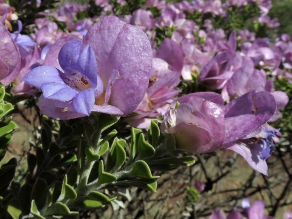 Eremophila cuneifolia
Pinyuru (Eng)
Trefwoorden: Plant;Scrophulariaceae;Bloem;roze;purper;blauw