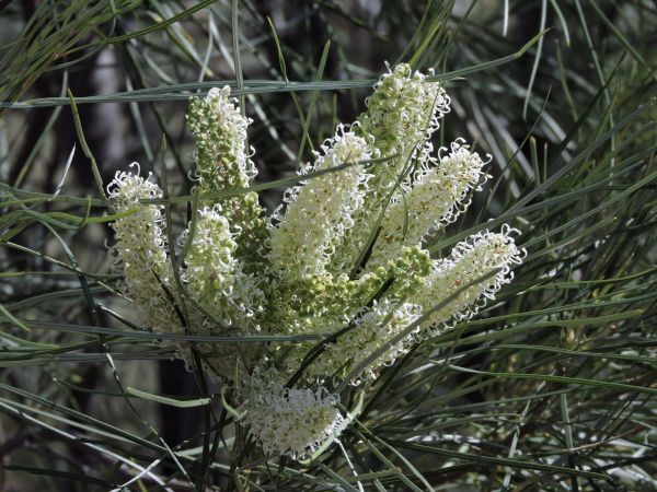 Grevillea stenobotrya
Rattle-pod Grevillea, Sandhill Grevillea (Eng)
Trefwoorden: Plant;struik;Proteaceae;Bloem;wit