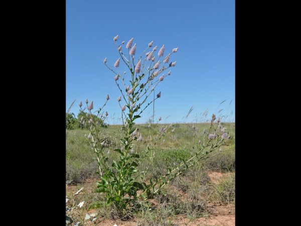 Ptilotus nobilis
Regal Foxtail (Eng)
Trefwoorden: Plant;Amaranthaceae;Bloem;roze