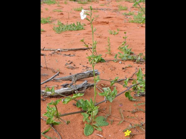 Nicotiana occidentalis
Native Tobacco (Eng)
Trefwoorden: Plant;Solanaceae;Bloem;wit