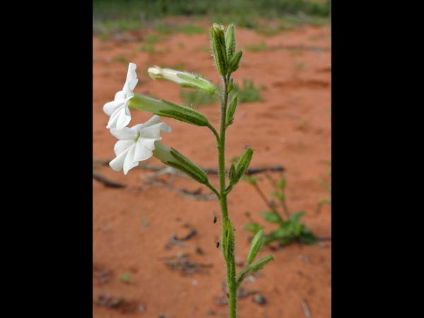Nicotiana occidentalis
Native Tobacco (Eng)
Trefwoorden: Plant;Solanaceae;Bloem;wit