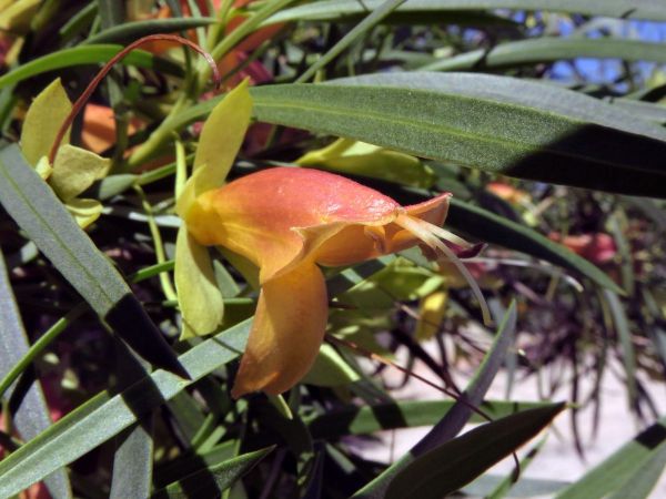 Eremophila oldfieldii
Pixie Bush (Eng)
Trefwoorden: Plant;Scrophulariaceae;Bloem;rood;oranje