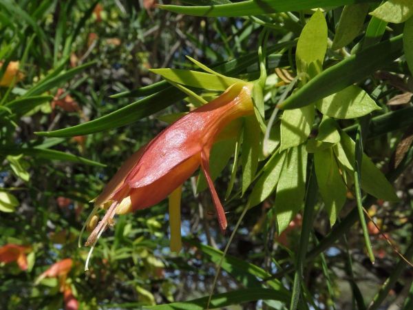 Eremophila oldfieldii
Pixie Bush (Eng)
Trefwoorden: Plant;Scrophulariaceae;Bloem;rood
