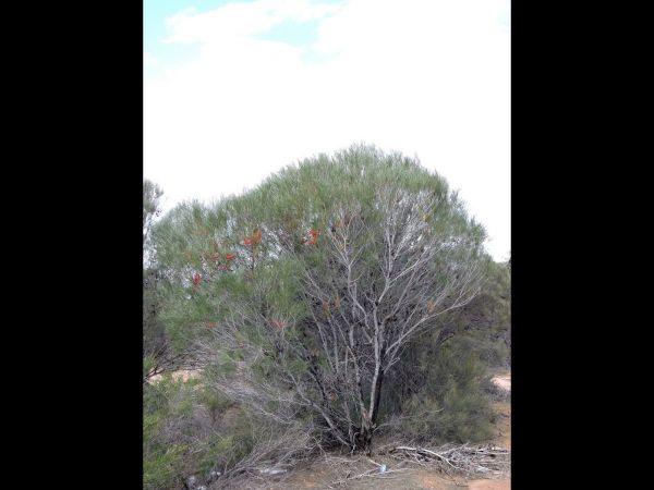 Hakea bucculenta
Red Pokers (Eng)
Trefwoorden: Plant;Proteaceae;Bloem;rood