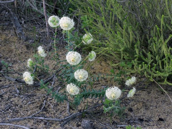Pimelea sessilis
Trefwoorden: Plant;Thymelaeaceae;Bloem;wit
