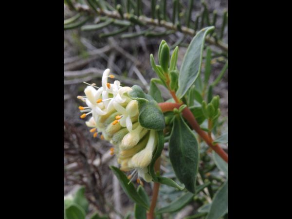 Pimelea; P. gilgiana
Trefwoorden: Plant;Thymelaeaceae;Bloem;wit