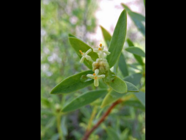 Pimelea; P. microcephala
Shrubby Riceflower (Eng)
Trefwoorden: Plant;Thymelaeaceae;Bloem;wit