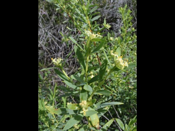 Pimelea; P. microcephala
Shrubby Riceflower (Eng)
Trefwoorden: Plant;Thymelaeaceae;Bloem;wit