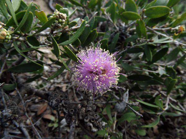 Melaleuca campanae
Trefwoorden: Plant;Myrtaceae;Bloem;roze