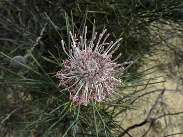 Isopogon divergens
Spreading Coneflower (Eng)
Trefwoorden: Plant;Proteaceae;Bloem;wit;roze