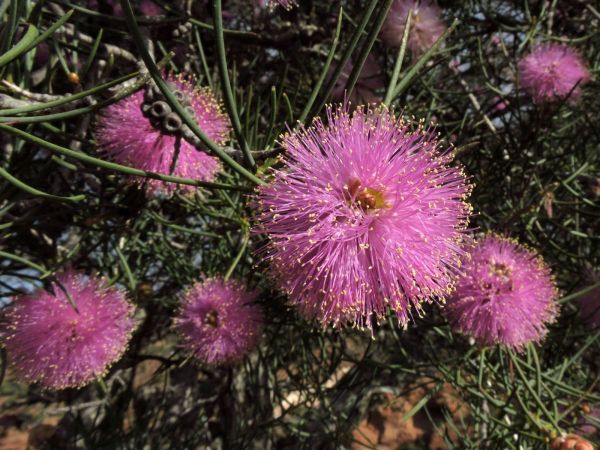 Melaleuca filifolia
Wiry Honey-myrtle (Eng)
Trefwoorden: Plant;Myrtaceae;Bloem;purper;roze