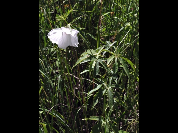 Hibiscus meraukensis
Merauke Hibiscus, Bush Hibiscus (Eng)
Trefwoorden: Plant;Malvaceae;Bloem;wit;roze