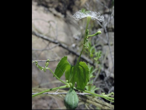 Trichosanthes cucumerina
Snake Gourd (Eng) - flower and fruit
Trefwoorden: Plant;Cucurbitaceae;Bloem;wit;vrucht