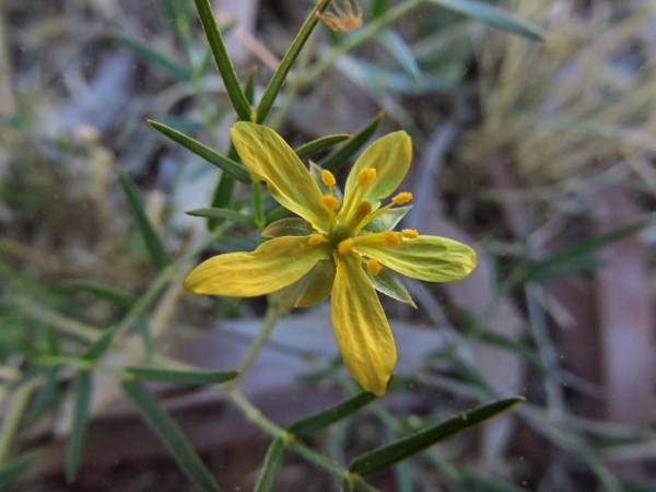 Tribulopis angustifolia
Trefwoorden: Plant;Zygophyllaceae;Bloem;geel