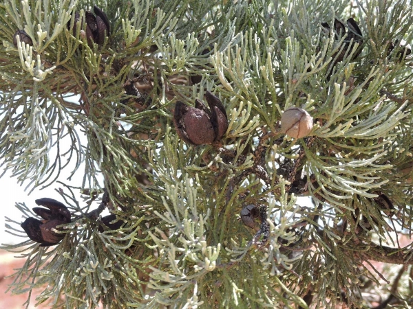 Callitris glaucophylla / Callitris columellaris
White Cypress-pine (Eng) - fruit/cones
Trefwoorden: Plant;Boom;Cupressaceae;vrucht