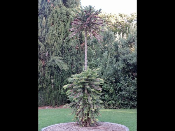 Wollemia nobilis
Wollemi Pine (Eng)
Trefwoorden: Plant;Boom;Araucariaceae