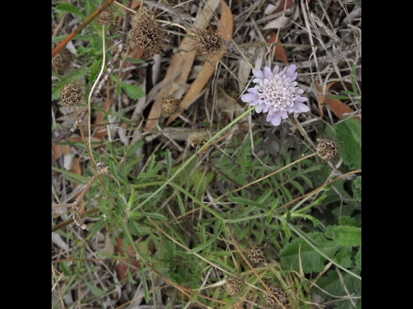Scabiosa atropurpurea
Sweet Scabious, Mourningbride, Pincushion Flower (Eng)
Trefwoorden: Plant;Caprifoliaceae;Bloem;blauw