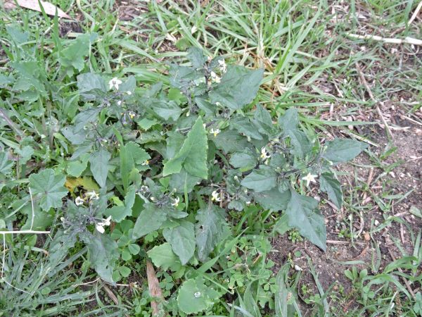 Solanum nigrum
Black Nightshade (Eng)
Trefwoorden: Plant;Solanaceae;Bloem;wit