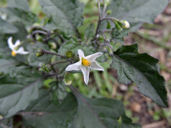 Solanum nigrum
Black Nightshade (Eng)
Trefwoorden: Plant;Solanaceae;Bloem;wit