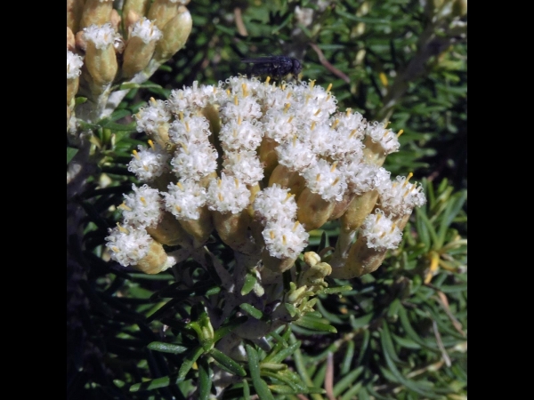 Ozothamnus turbinatus
Coast Everlasting (Eng)
Trefwoorden: Plant;Asteraceae;Bloem;wit