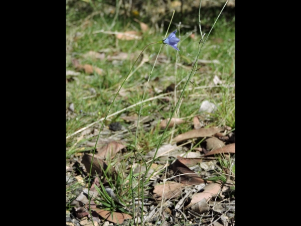 Wahlenbergia; W. gloriosa
Royal Bluebell (Eng)
Trefwoorden: Plant;Campanulaceae;Bloem;blauw