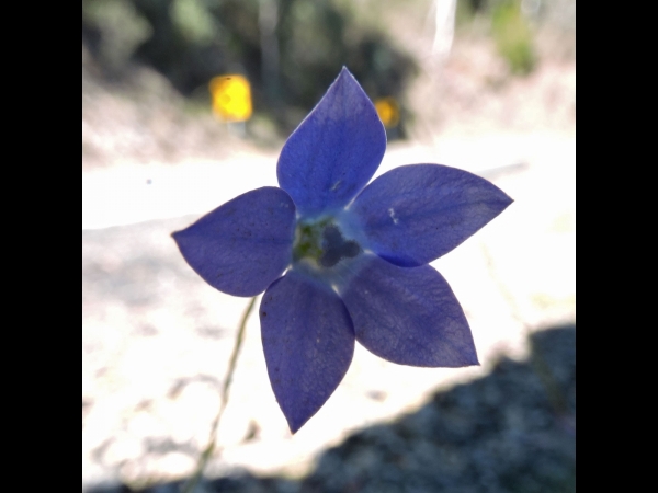 Wahlenbergia; W. gloriosa
Royal Bluebell (Eng)
Trefwoorden: Plant;Campanulaceae;Bloem;blauw