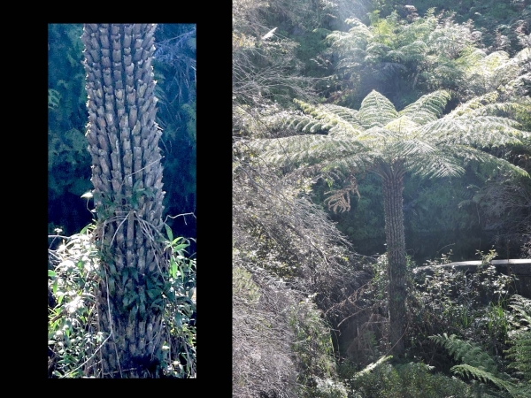 Cyathea australis
Rough Tree Fern (Eng)
Trefwoorden: Plant;Boom;Cyatheaceae