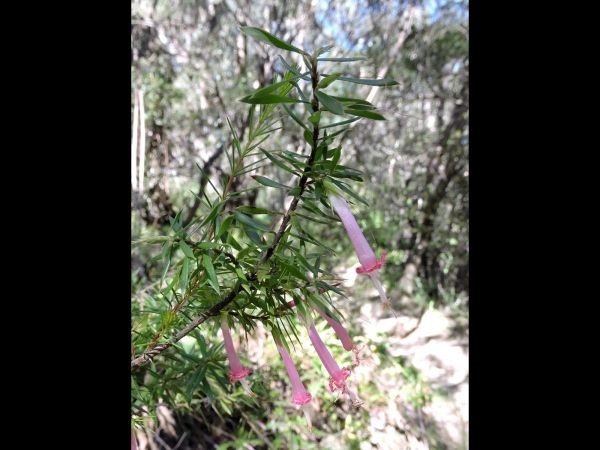 Styphelia tubiflora
Red Five-Corner (Eng)
Trefwoorden: Plant;Ericaceae;Bloem;roze