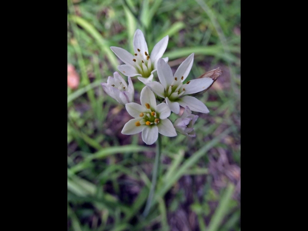 Ornithogalum umbellatum
Star of Bethlehem (Eng) Gewone Vogelmelk (Ned)
Trefwoorden: Plant;Asparagaceae;Bloem;wit