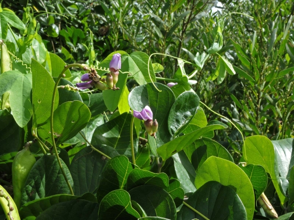 Canavalia rosea
Beach Bean, Coastal Jack-bean (Eng)
Trefwoorden: Plant;Fabaceae;Bloem;paars
