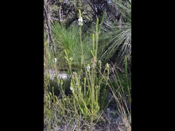 Woollsia pungens
Snow Wreath (Eng)
Trefwoorden: Plant;Ericaceae;Bloem;wit