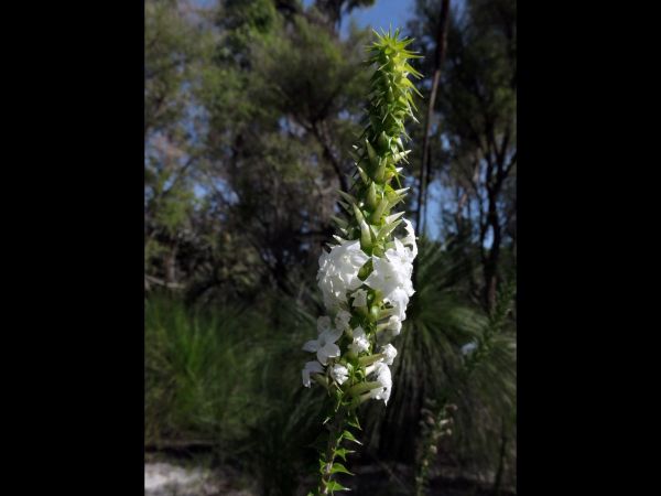 Woollsia pungens
Snow Wreath (Eng)
Trefwoorden: Plant;Ericaceae;Bloem;wit