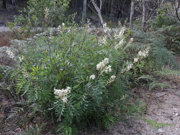Lomatia silaifolia
Crinkle Bush, Wild Parsley (Eng) 
Trefwoorden: Plant;Proteaceae;Bloem;wit