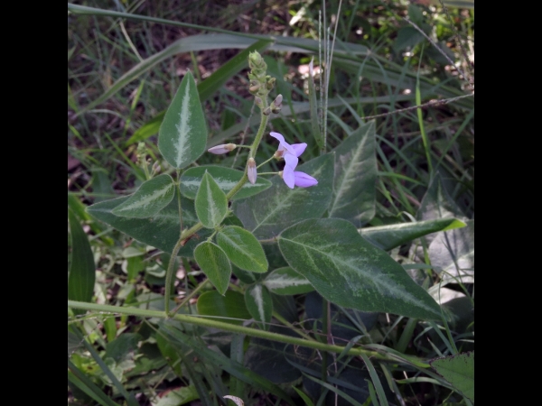 Desmodium uncinatum
Silverleaf Desmodium (Eng) 
Trefwoorden: Plant;Fabaceae;Bloem;purper