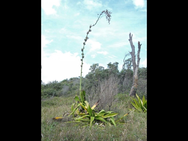 Furcraea foetida
Mauritian hemp (Eng)
Trefwoorden: Plant;Asparagaceae