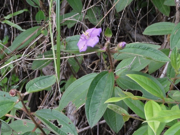 Melastoma malabathricum malabathricum
Native Lasiandra, Blue Tongue (Eng)
Trefwoorden: Plant;Melastomataceae;Bloem;purper