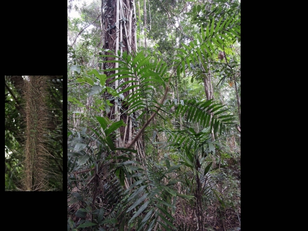 Calamus australis
Wait-a-while, Hairy Mary (Eng)
Trefwoorden: Plant;Boom;Arecaceae