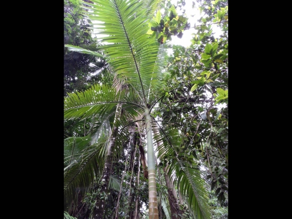 Archontophoenix alexandrae
Alexandra Palm (Eng) Australische Koningspalm (Ned)
Trefwoorden: Plant;Boom;Arecaceae