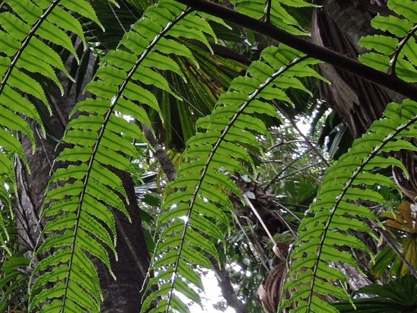 Cyathea rebeccae
Black Tree Fern (Eng)
Trefwoorden: Plant;Boom;Cyatheaceae