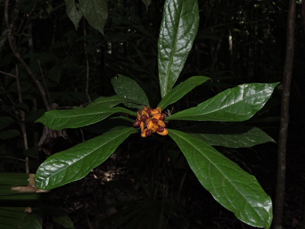 Pittosporum rubiginosum
Hairy Red Pittosporum (Eng) - fruit & Leaves
Trefwoorden: Plant;Pittosporaceae;vrucht