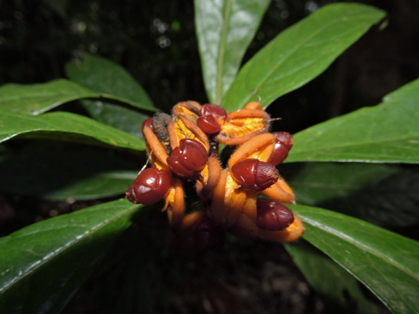 Pittosporum rubiginosum
Hairy Red Pittosporum (Eng) - fruit
Trefwoorden: Plant;Pittosporaceae;vrucht