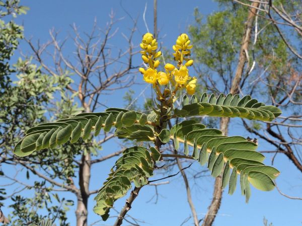 Senna venusta
Graceful Cassia (Eng)
Trefwoorden: Plant;Fabaceae;Bloem;geel