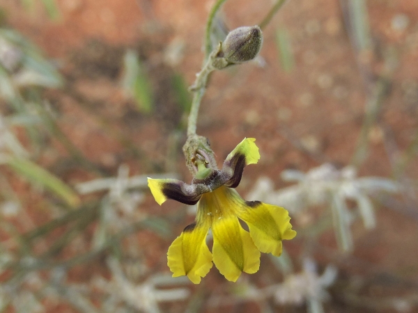 Goodenia microptera
Trefwoorden: Plant;Goodeniaceae;Bloem;geel