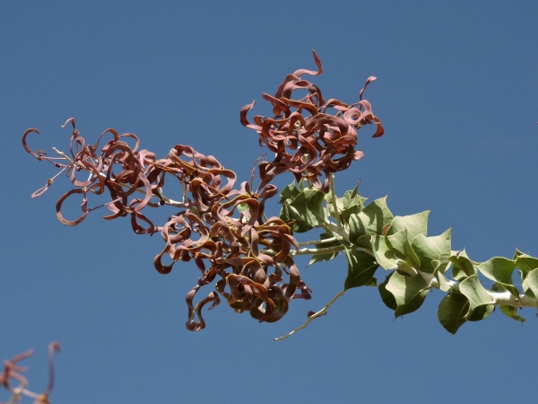 Acacia inaequilatera
Fire Wattle, Kanji Bush (Eng)
Trefwoorden: Plant;Boom;Fabaceae;vrucht