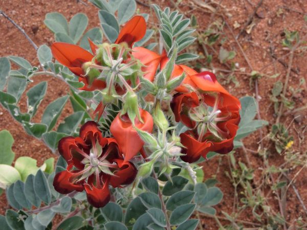 Swainsona formosa
Sturt's Desert Pea (Eng)
Trefwoorden: Plant;Fabaceae;Bloem;rood