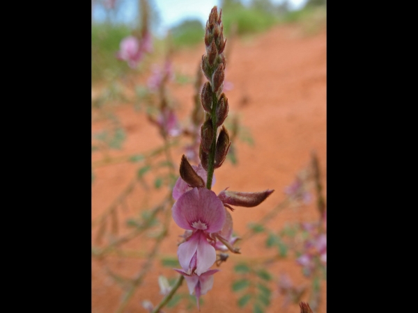 Indigofera boviperda
Trefwoorden: Plant;Fabaceae;Bloem;roze