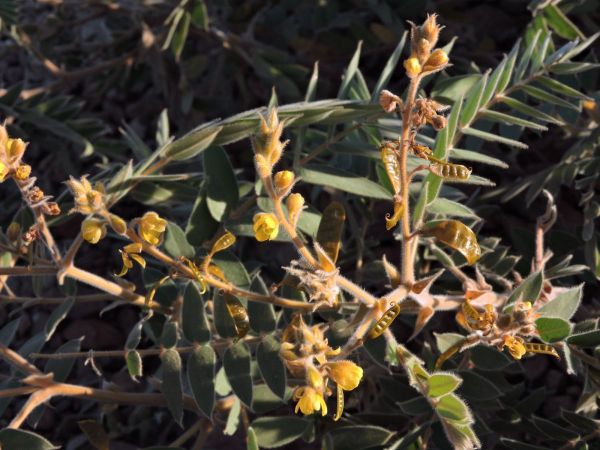 Senna notabilis
Cockroach Bush (Eng)
Trefwoorden: Plant;Fabaceae;Bloem;geel