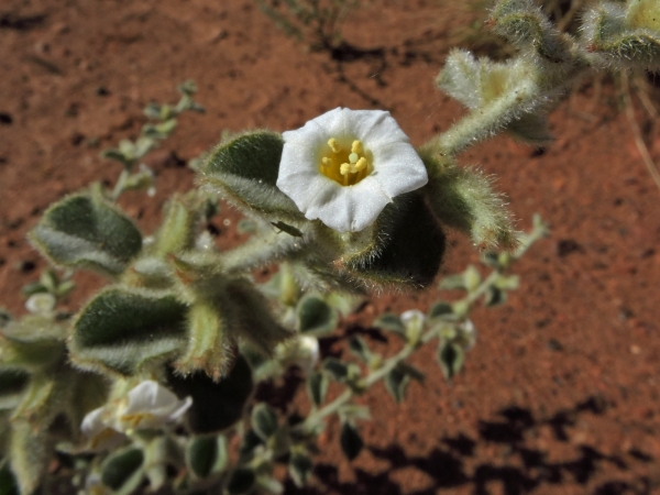 Bonamia erecta
Trefwoorden: Plant;Convolvulaceae;Bloem;wit
