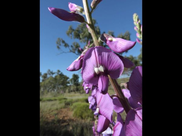 Swainsona maccullochiana
Ashburton Pea (Eng)
Trefwoorden: Plant;Fabaceae;Bloem;purper