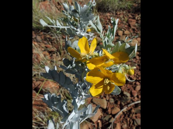 Senna glutinosa pruinosa
White Senna (Eng)
Trefwoorden: Plant;Fabaceae;Bloem;geel